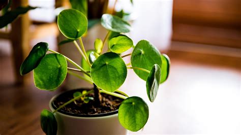 Money Plant: How to Grow, and Care for Chinese Money Plant.
